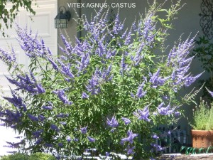 Vitex agnus-castus 